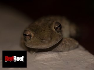 2014-08-27_cuban_frog_10001314608_x_3456