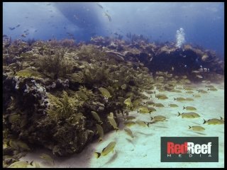 DCIM\100GOPRO