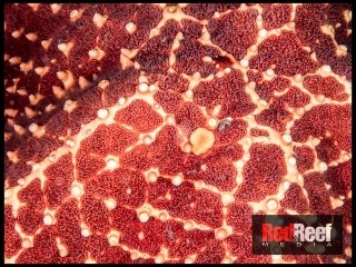 redreefmedia-58088-20170818