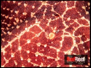 redreefmedia-58088-20170818