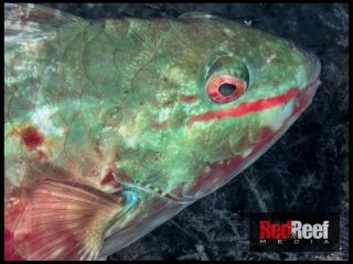 redreefmedia-58122-20170818