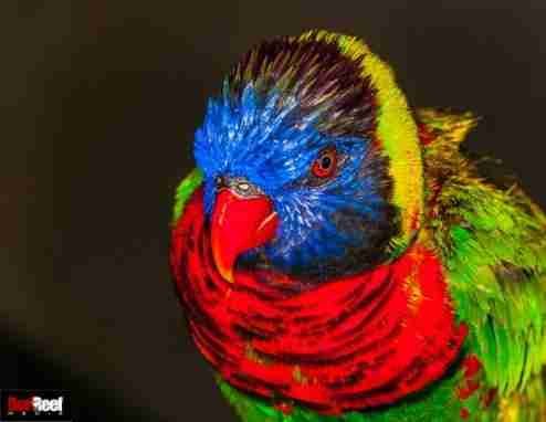 Red Reef Media parrot